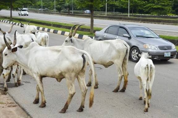 FG to relocate cattle from Abuja to grazing reserves