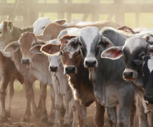 Livestock group to generate 36,000 jobs in Nigeria – Official