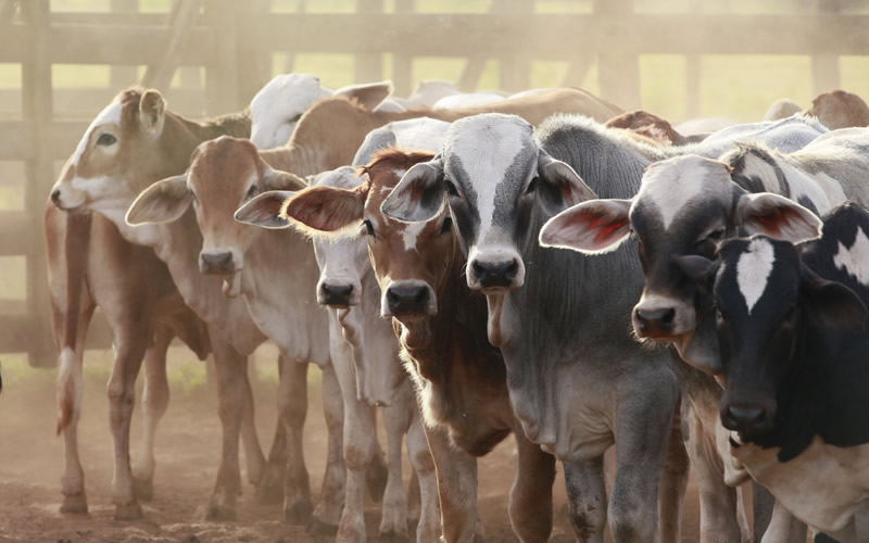 Livestock group to generate 36,000 jobs in Nigeria – Official
