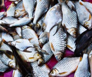 ‘Nigeria’s $1.7bn fish, livestock annual imports bill worrisome’ – Daily Trust