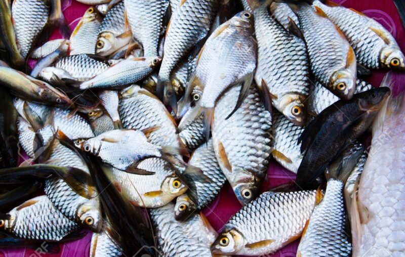‘Nigeria’s $1.7bn fish, livestock annual imports bill worrisome’ – Daily Trust