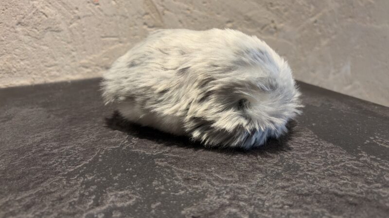 72 hours with Casio’s AI-powered Moflin pet – my dog hates it, my wife hates it, but I love it