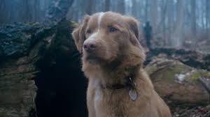 A Dog Has Written a Letter Demanding Oscar Nomination for Animal Actors