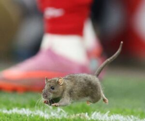 Rat suspends play during Wales’ 4-2 qualifier loss to Belgium