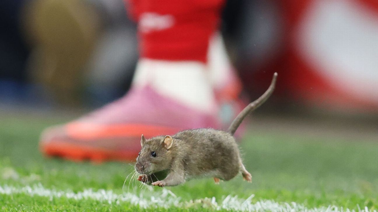 Rat suspends play during Wales’ 4-2 qualifier loss to Belgium