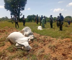 Child Herder, 36 Cattle Shot Dead In Fresh Plateau Attack