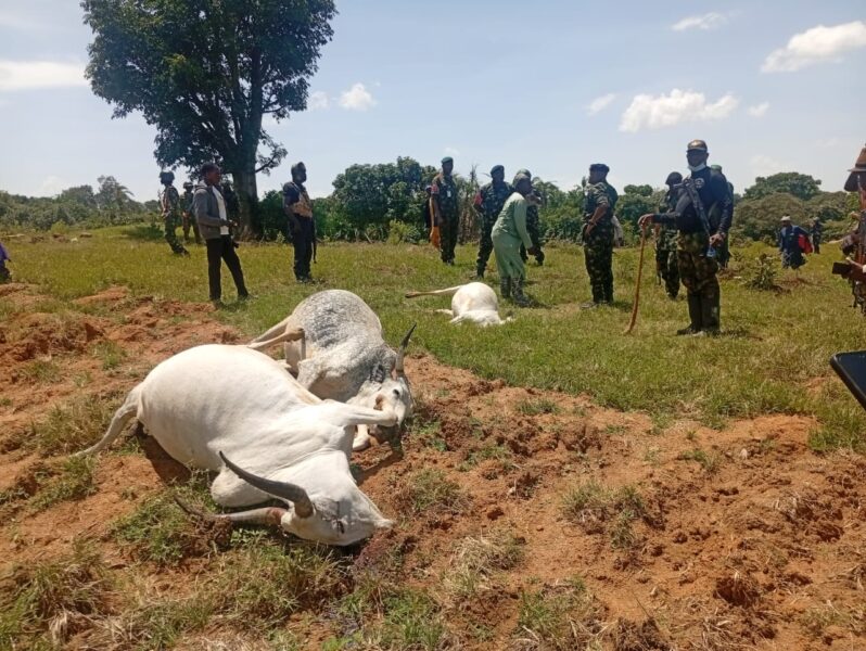Child Herder, 36 Cattle Shot Dead In Fresh Plateau Attack