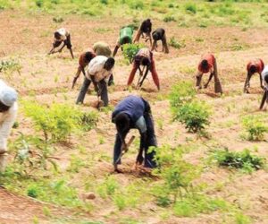 Farmers Urge Tinubu to Tackle Skyrocketing Fertiliser Costs to Safeguard Food Security