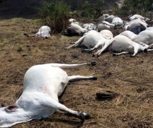 Gunmen Reportedly Opened Fire on Herders K!lling 36 Cows in Plateau State