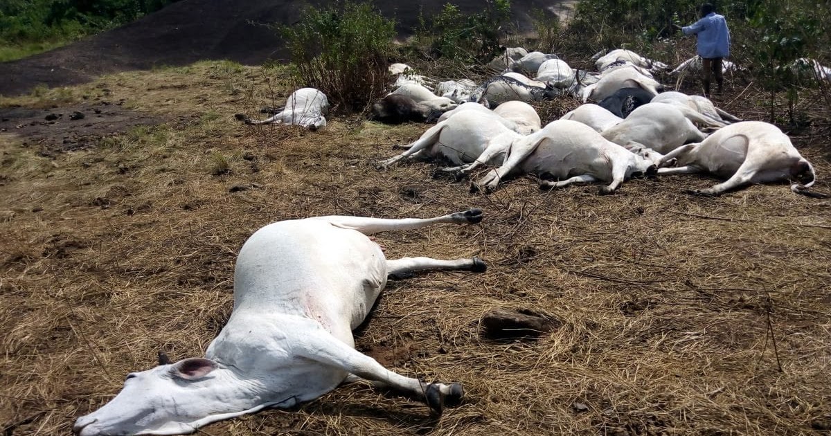 Gunmen Reportedly Opened Fire on Herders K!lling 36 Cows in Plateau State