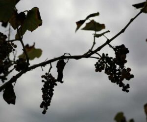 Withering vines: California grape farmers abandon fields as local wine struggles