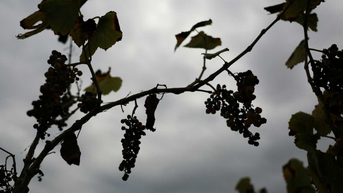 Withering vines: California grape farmers abandon fields as local wine struggles