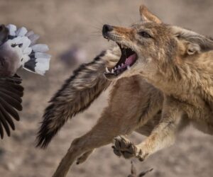 The Wildlife Photographer of the Year 2025 awards were dominated by one pro camera – and it isn’t the one you might expect