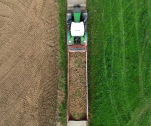 Record potato harvest is no boon in fries-mad Belgium