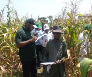 Farmers Hail High-yield Tela Maize Trials At Kaduna LGA