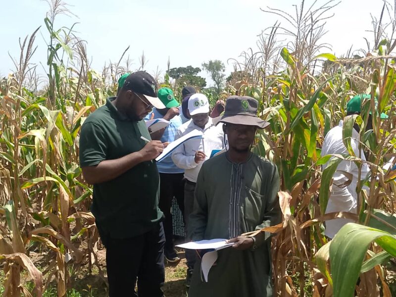 Farmers Hail High-yield Tela Maize Trials At Kaduna LGA