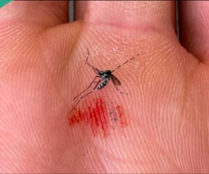Mosquitoes Found in Iceland for the First Time as Global Warming Worsens