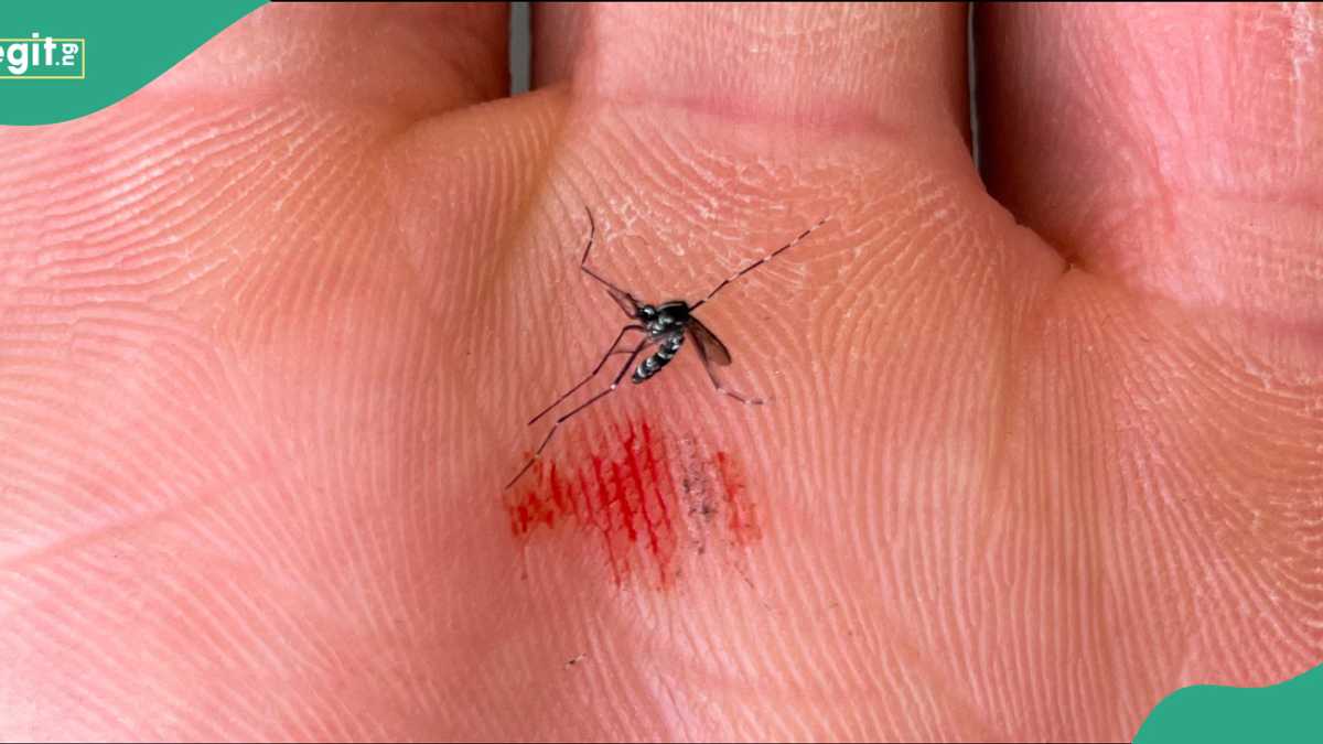Mosquitoes Found in Iceland for the First Time as Global Warming Worsens