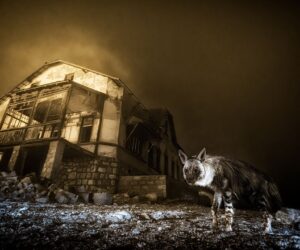 And the winning Wildlife Photographer of the Year 2025 image was taken with… an eleven year old Nikon DSLR