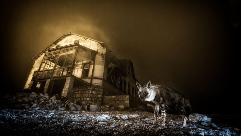 And the winning Wildlife Photographer of the Year 2025 image was taken with… an eleven year old Nikon DSLR