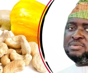 Cashew Vital to Nigeria’s Non-Oil Export Economy, Says Presidency