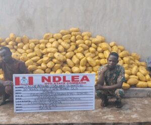 NDLEA Seizes Illicit Drugs Hidden in Snails, Bulbs, Meant for UK, US, DRC