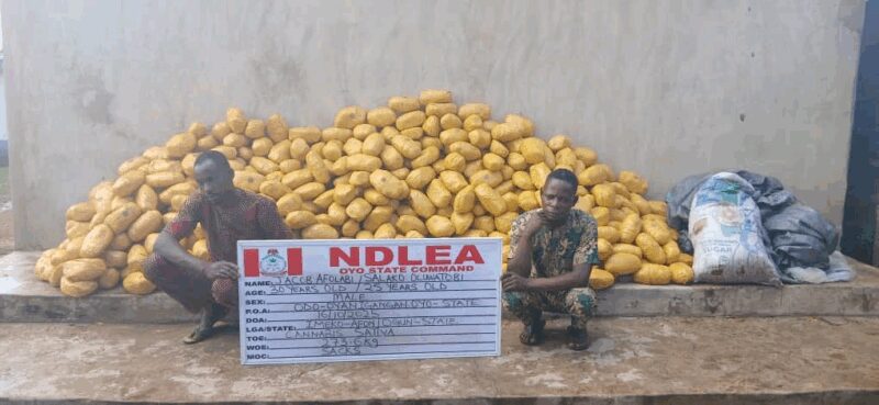 NDLEA Seizes Illicit Drugs Hidden in Snails, Bulbs, Meant for UK, US, DRC