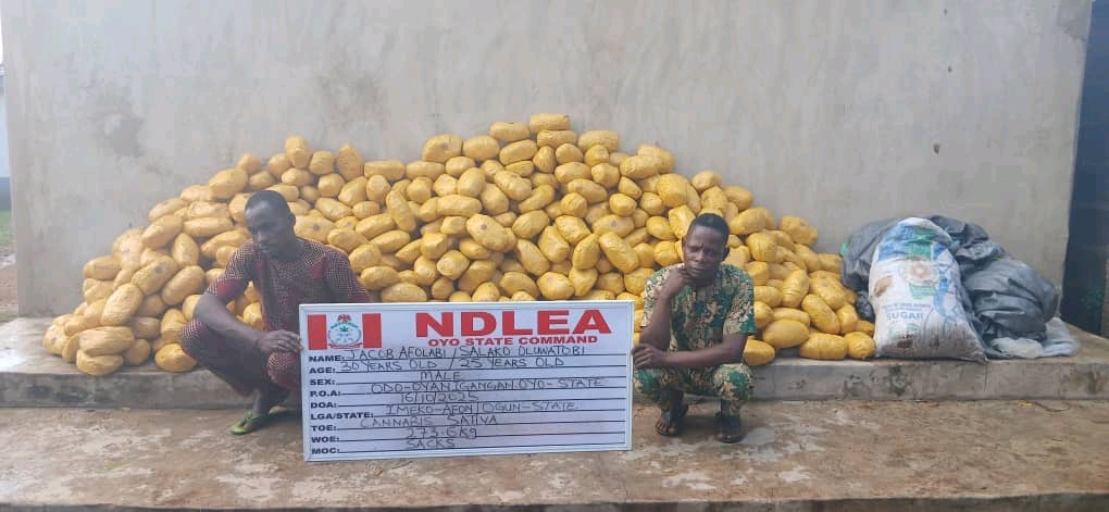 NDLEA Seizes Illicit Drugs Hidden in Snails, Bulbs, Meant for UK, US, DRC