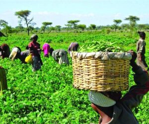 Experts Urge Action To Make Agric Nigeria’s Growth Driver