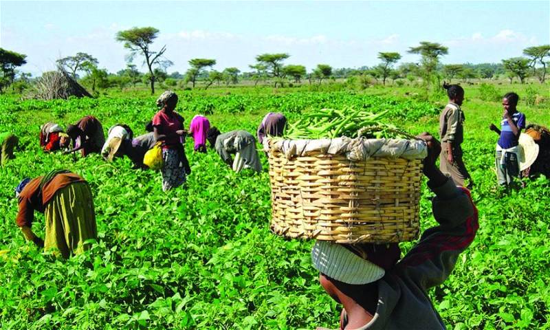 Experts Urge Action To Make Agric Nigeria’s Growth Driver