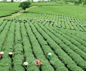 Field to famine: How poor seeds trap farmers in low harvest