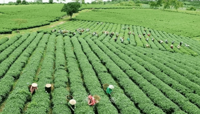 Field to famine: How poor seeds trap farmers in low harvest