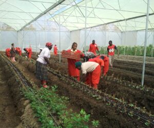 How climate-resilient greenhouses help farmers overcome unpredictable weather