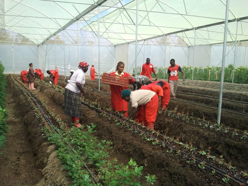 How climate-resilient greenhouses help farmers overcome unpredictable weather