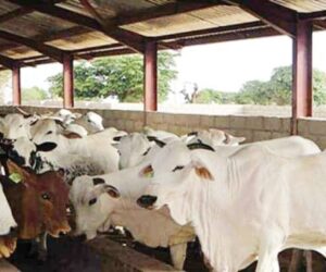 C’ttee Tasks Bauchi On Revitalising Abandoned 14 Grazing Reserves