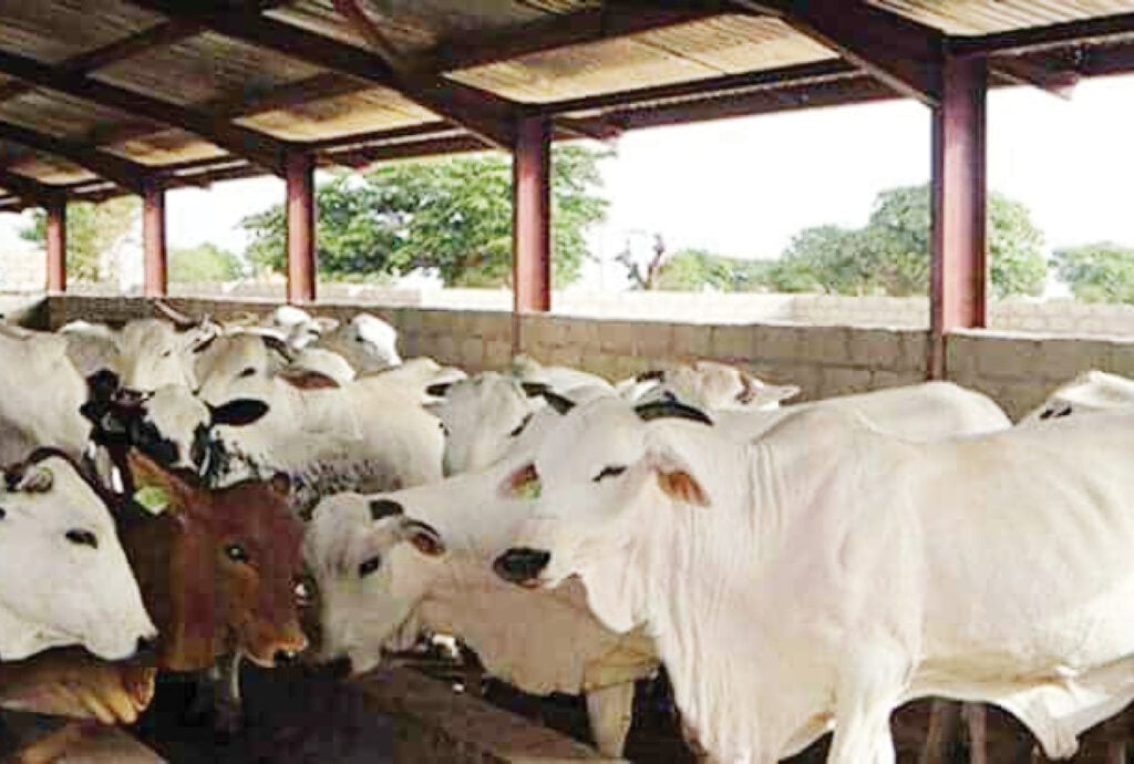 C’ttee Tasks Bauchi On Revitalising Abandoned 14 Grazing Reserves