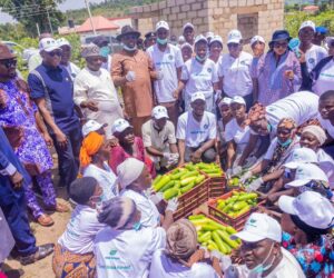 Kogi Govt Successfully Harvests First Greenhouse-Grown Cucumber