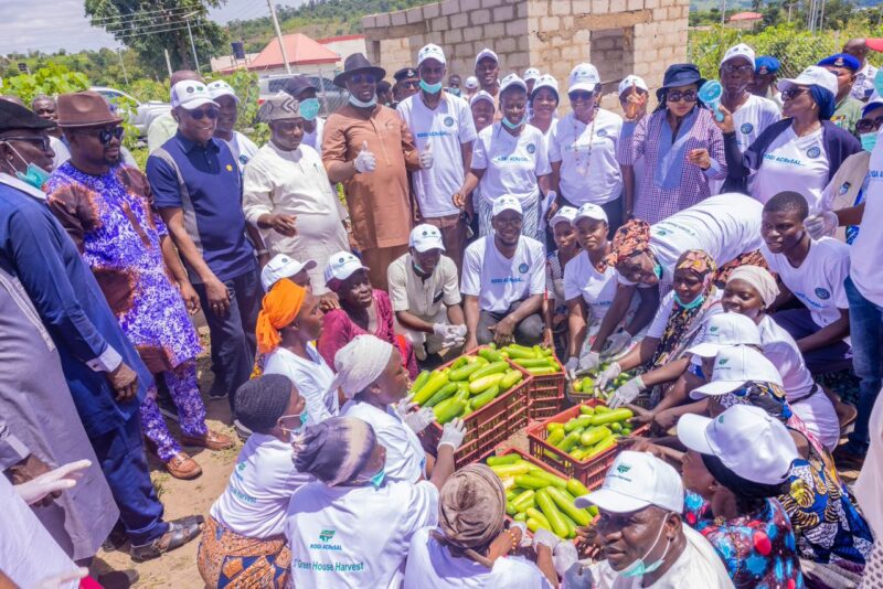 Kogi Govt Successfully Harvests First Greenhouse-Grown Cucumber
