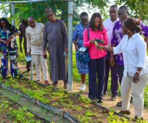 IITA’s Innovative Solutions: Key To Unlocking Nigeria’s Food Security