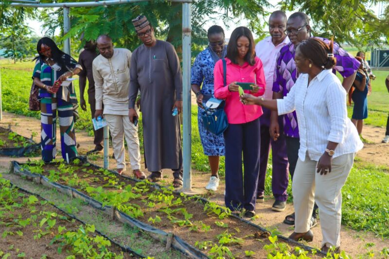 IITA’s Innovative Solutions: Key To Unlocking Nigeria’s Food Security