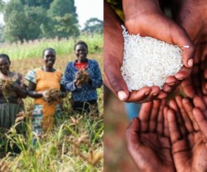 World Food Day: Group urges government to engage youth for sustainable food security