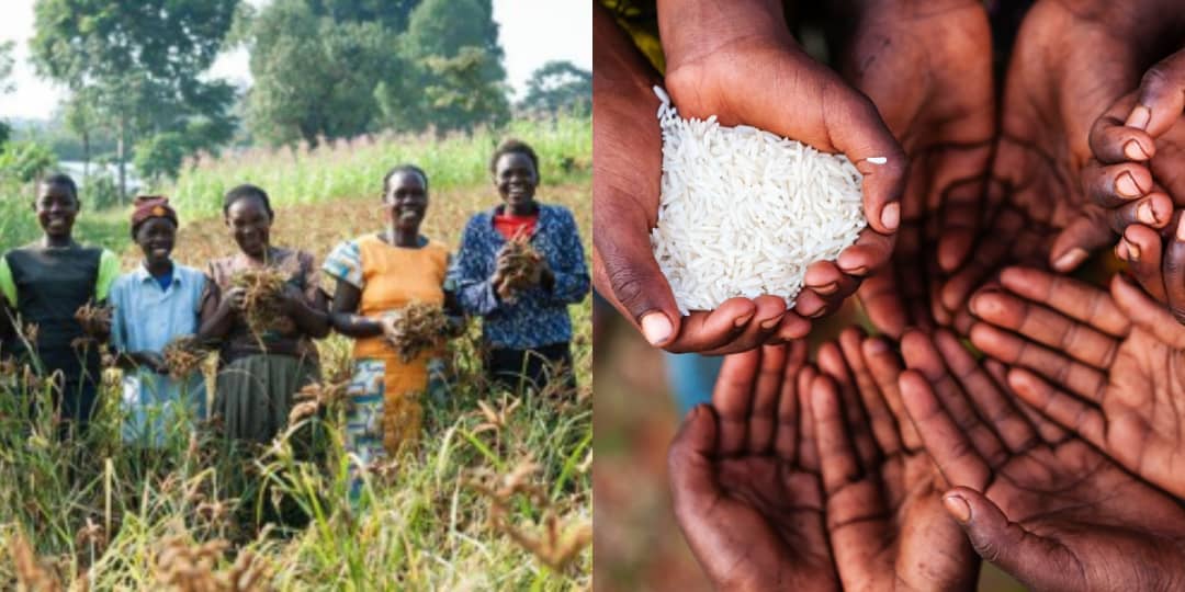 World Food Day: Group urges government to engage youth for sustainable food security