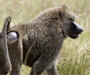 Hunter Kills Woman He Mistook For Monkey In Cross River Forest