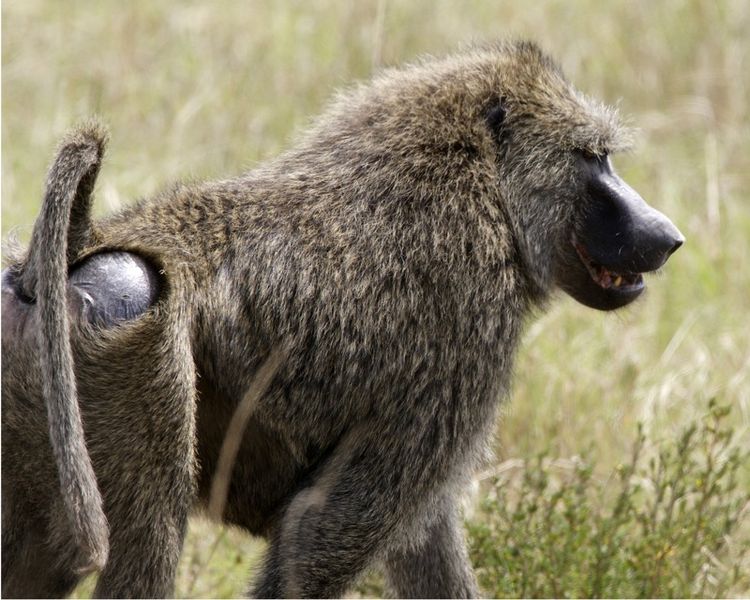 Hunter Kills Woman He Mistook For Monkey In Cross River Forest
