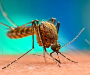 WHO raises concerns over resurgence of Chikungunya virus