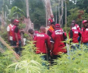 Suspected Drug Traffickers Attack NDLEA, Army Operatives During Edo Raid – Arise News
