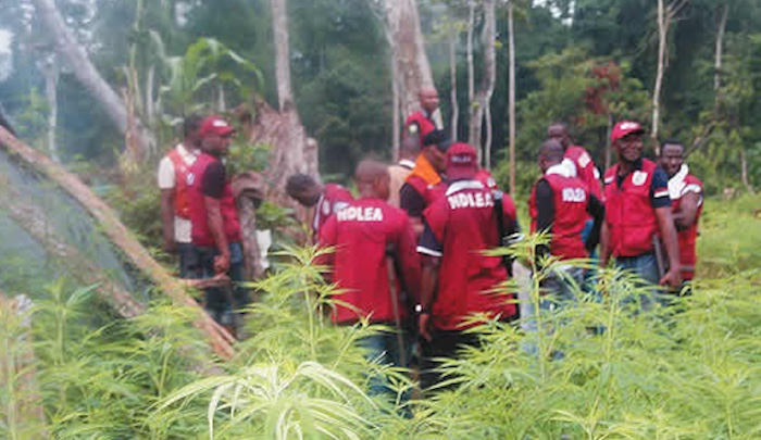 Suspected Drug Traffickers Attack NDLEA, Army Operatives During Edo Raid – Arise News