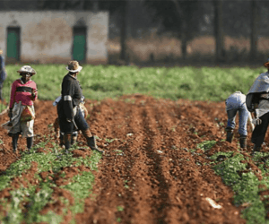 Agric sector leads Nigeria’s growth as business confidence rises