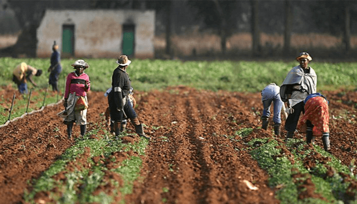 Agric sector leads Nigeria’s growth as business confidence rises