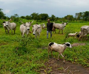 A voice told me to k!ll him â Farmer gives motive for murdÂ£ring herder in Ogun